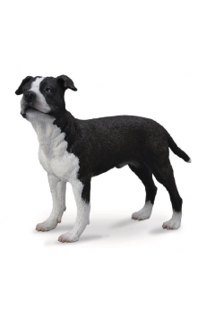 Pies amerykański saffordshire terrier