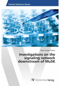 Investigations on the signaling network downstream of MuSK