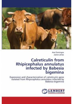 Calreticulin from Rhipicephalus annulatus infected by Babesia bigemina
