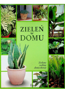 Zieleń w domu Zielone rośliny doniczkowe
