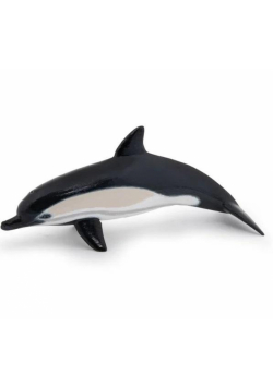 Delfin zwyczajny